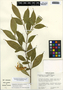 Stemmadenia macrophylla Greenm., Panama, R. L. Wilbur 10855, F
